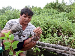 Breeding aquatic species in mangrove forests reaps high income