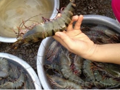 Cà Mau’s organic shrimp – solution to climate change adaptation