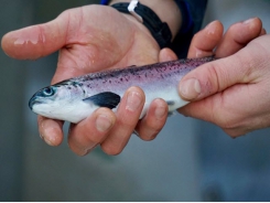 First salmon smolts transferred from SSF’s new RAS hatchery