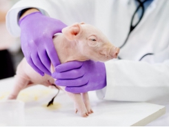 Changing piglet feeding schemes and management approach is key to AGP and ZnO removal