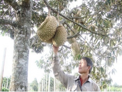 Fruit farmers in central highland worry because of unstable consumption level