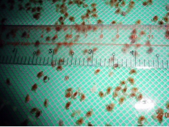 Sử dụng probiotics trên ấu trùng cua biển