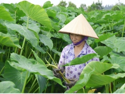 Trồng khoai lấy ngó thu nhập cao