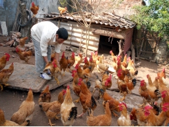 Farmer hatches success in chickens