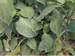 How to ensure effective crop spraying