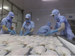 US recognises Vietnam’s pangasius quality control system