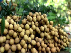 Vietnamese longan to go to Australia