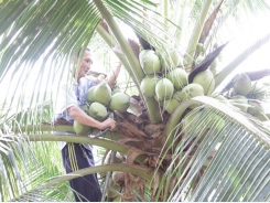 Coconut offers high value for farmers amid climate change