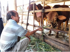 Gia Lai seeks to improve quality of beef cattle through cross-breeding