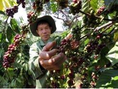 118,202ha of old coffee trees replaced in Central Highlands