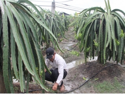 Application of high technology to growing dragon fruits is right direction