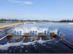Cách hạn chế chất thải trong nuôi thủy sản