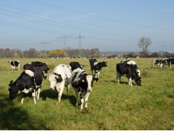 Dutch dairy consortium evaluating effectiveness of DSM methane inhibitor