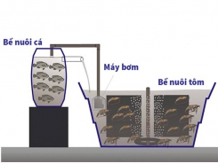 Hệ thống biofloc tích hợp tôm thẻ chân trắng và cá rô phi