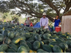 Farmers expect bumper watermelon for Tet
