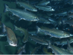 Preventing and controlling salmon lice in commercial aquaculture
