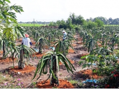 Long An: Only about 5% of dragon fruits exported to Europe