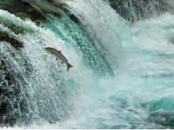 Các mầm bệnh cá hồi hoang dã được phát hiện có thể gây ra mối đe dọa nuôi trồng thủy sản
