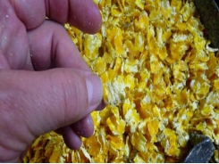 Five tips for making high-quality flaked corn for cattle