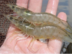 Improve the shrimp value by changing the production technology