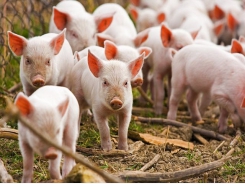 Price of pigs dropping as supply mounts