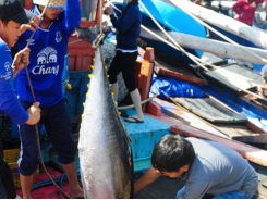Exports of Vietnamese tuna after a half month after EVFTA