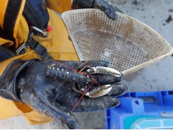 Study suggests lobsters could be on-grown off salmon farms