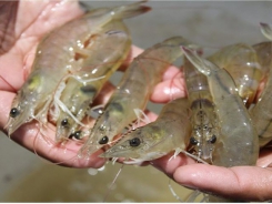 Prices bouncing back, shrimp cultivation in the Mekong Delta starts to thrive