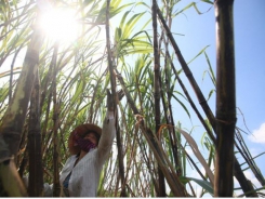 Opportunities await sugarcane farmers if they change their way of thinking