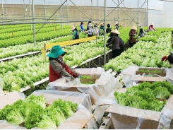 Agricultural sector needs impulse for sustainable development