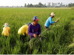 Asia rice-New crop weighs on India rates; Vietnam bets on Philippines deal
