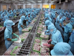 Tra fish exports to UK market enjoy surge