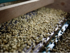 Vietnam’s Jan-Sept coffee exports drop 1.4%, rice down 0.6%