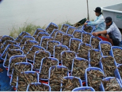 Vietnamese shrimp for the largest share in Canada market