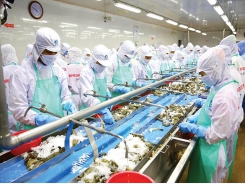Rising shrimp exports require responsibility