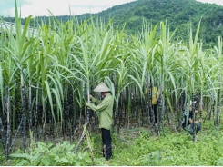 Việt Nam initiates anti-dumping investigation on sugar imported from Thailand
