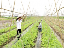 Hà Nội agriculture forecast to grow at least 3 per cent in 2021