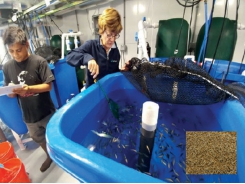 Thức ăn từ vi tảo - Cải thiện tăng trưởng cá rô phi