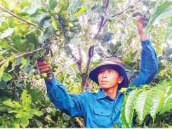 Macadamia nuts ripe for billion-dollar expansion