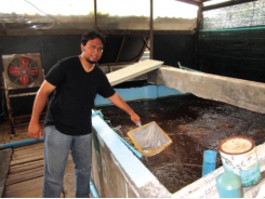 Thử nghiệm nuôi tôm trong bể xi măng tại Indonesia
