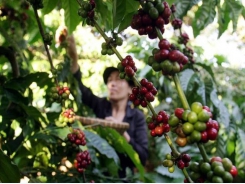 Asia Coffee-Storm to lash more rains on Vietnam coffee belt, crop likely to remain unhurt