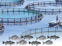 Hướng dẫn thủ tục và phương pháp thực hành dành cho nghiên cứu nuôi trồng thủy sản - Phần 1