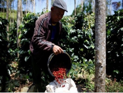 Asia Coffee-Vietnam prices fall for second straight week, Indonesia premiums gain
