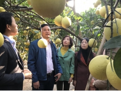 Hanoi to spend $10.7m on developing special pomelo varieties