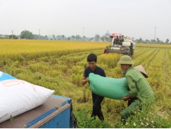 Northern Vietnam enjoys bumper rice harvest