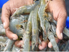 Shrimp exports reach US$ 2.8 billion