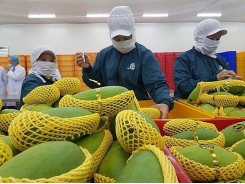 Strategy needed for vegetable exports to Europe