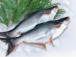 Vietnam pangasius accounts for 93% of catfish imports into the US