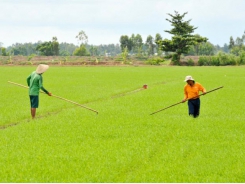 Mekong Delta farmers get higher profits when applying SRP standards