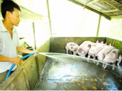 Biosecurity measures expected to boost livestock
